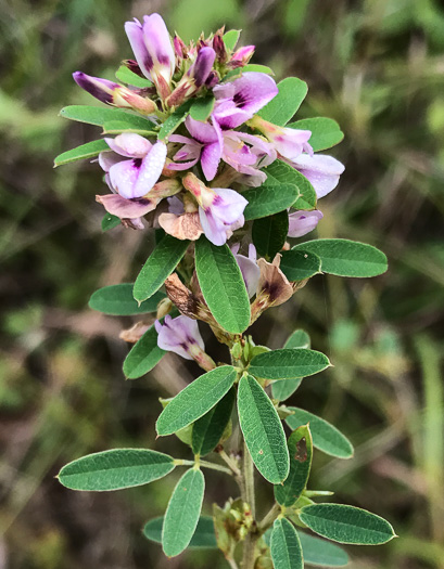 image of Lespedeza virginica, Virginia Lespedeza, Slender Lespedeza, Virginia Bush-clover, Slender Bush-clover