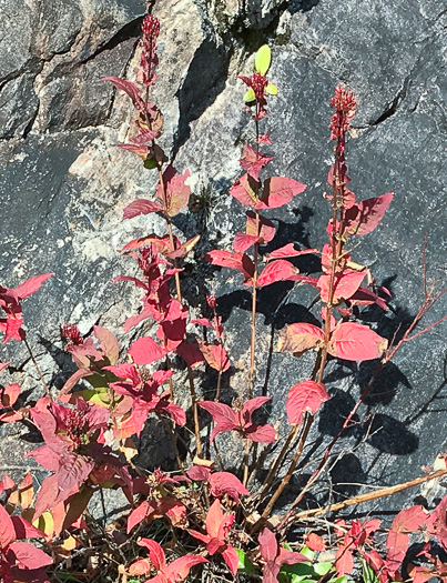 image of Diervilla sessilifolia, Smooth Southern Bush-honeysuckle