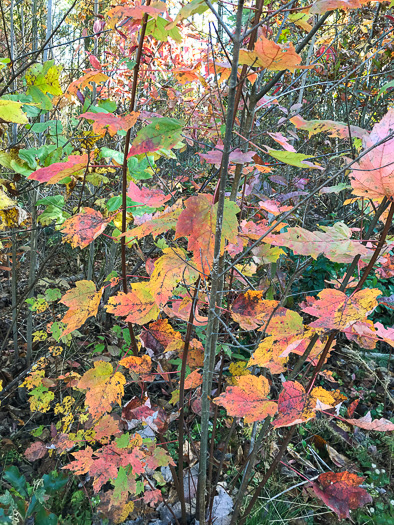 image of Acer rubrum var. rubrum, Eastern Red Maple