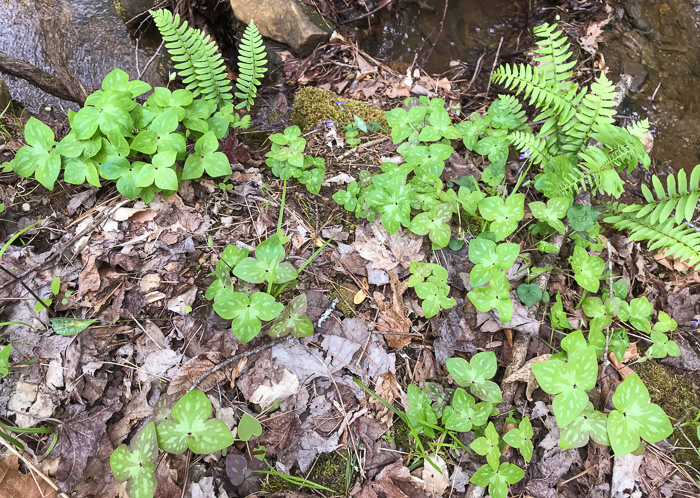 image of Hepatica acutiloba, Sharp-lobed Hepatica, Sharp-lobed Liverleaf