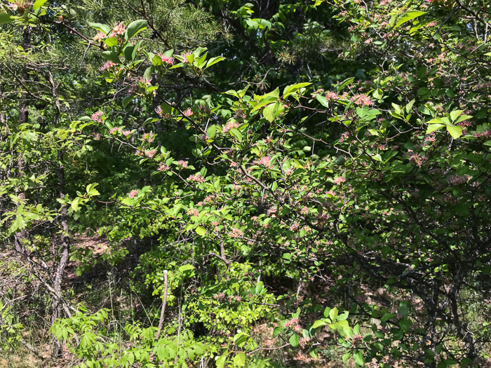 image of Crataegus aff. pinetorum, pineland hawthorn