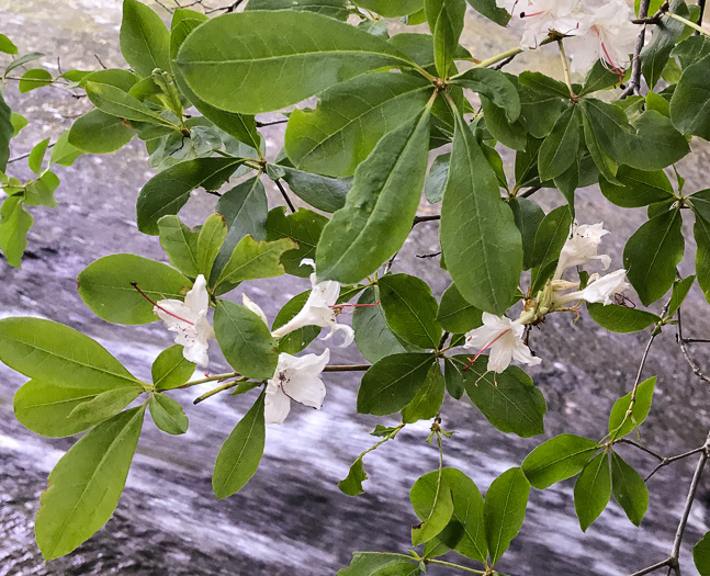 image of Rhododendron arborescens, Sweet Azalea, Smooth Azalea