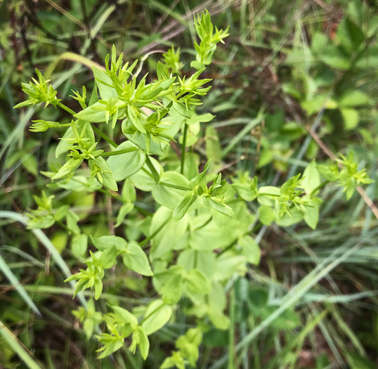 image of Sabatia angularis, Rose-pink, Bitterbloom, Common Marsh-pink, American Centaury