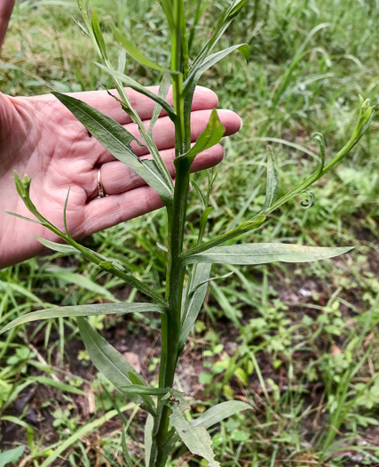 image of Helenium flexuosum, Purplehead Sneezeweed, Southern Sneezeweed