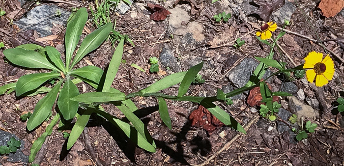 image of Helenium flexuosum, Purplehead Sneezeweed, Southern Sneezeweed