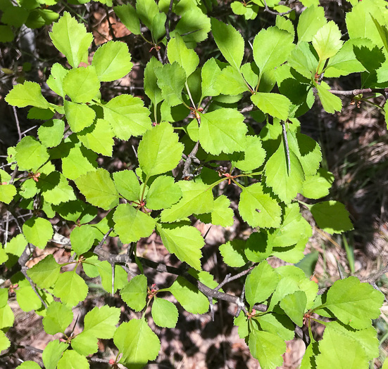 image of Crataegus aff. pinetorum, pineland hawthorn