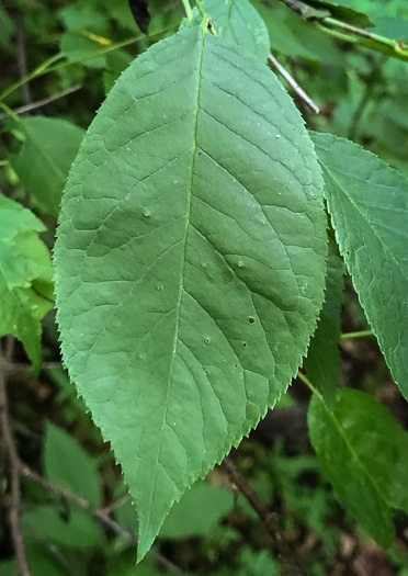 image of Prunus americana, American Wild Plum, Wild Plum