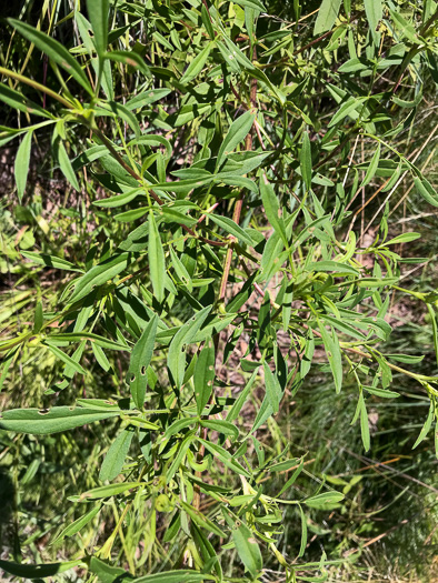 image of Coreopsis sp. [Glassy Mtn HP], a puzzling Coreopsis [Glassy Mtn HP]