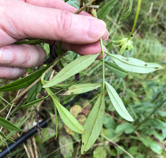 image of Coreopsis sp. [Glassy Mtn HP], a puzzling Coreopsis [Glassy Mtn HP]