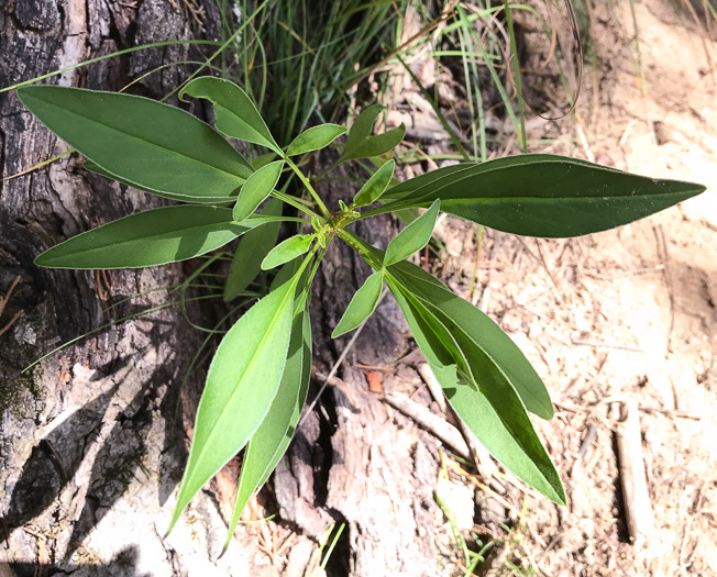 image of Coreopsis sp. [Glassy Mtn HP], a puzzling Coreopsis [Glassy Mtn HP]