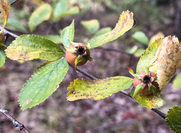 image of Crataegus uniflora, Oneflower Hawthorn, Dwarf Haw