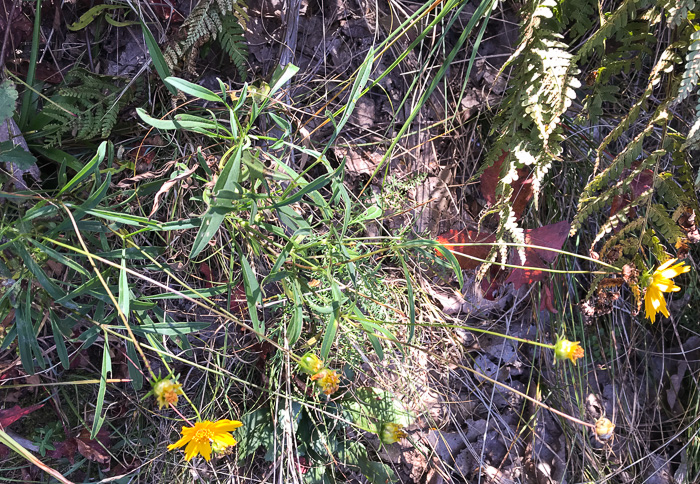 image of Coreopsis sp. [Glassy Mtn HP], a puzzling Coreopsis [Glassy Mtn HP]