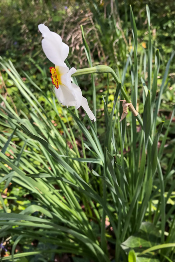image of Narcissus poeticus, Poet's Narcissus, Pheasant's-eye Daffodil