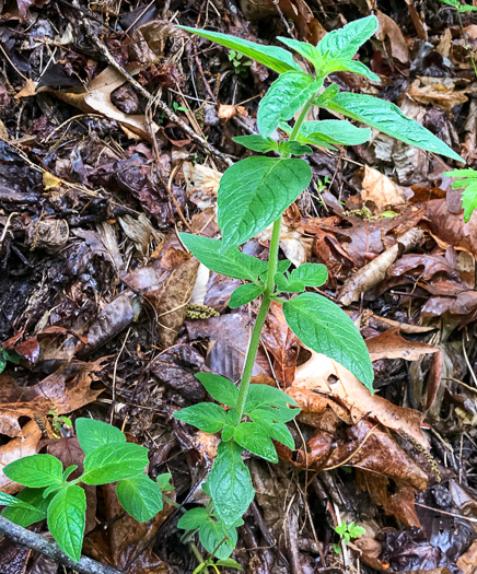 image of Pycnanthemum pycnanthemoides var. pycnanthemoides, Woodland Mountain-mint, Southern Mountain-mint
