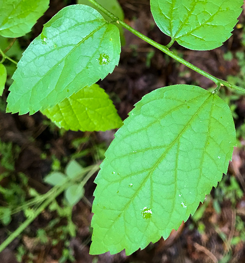 image of Celtis pumila, Georgia Hackberry, Dwarf Hackberry