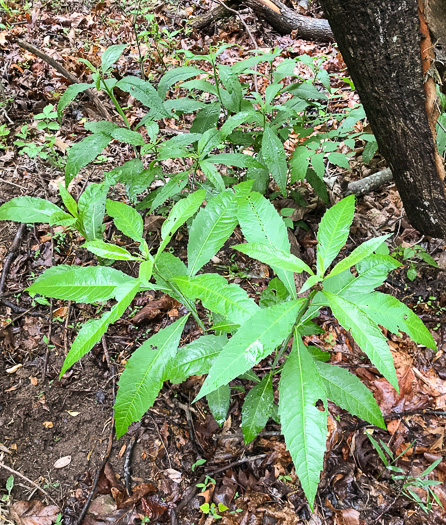 image of Verbesina walteri, Walter's Wingstem, Carolina Crownbeard, Walter's Crownbeard