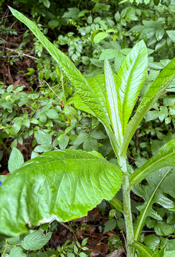 image of Cirsium altissimum, Tall Thistle