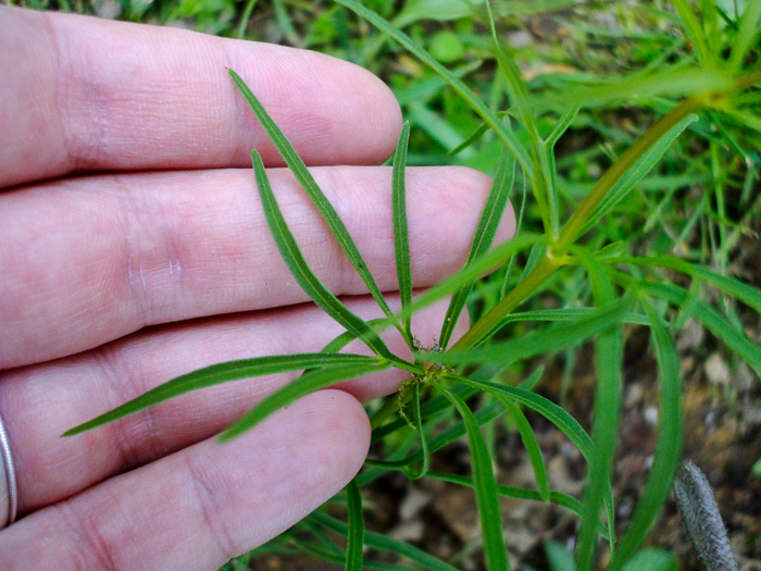 image of Coreopsis delphiniifolia, Larkspur-leaf Tickseed, Larkspur Coreopsis