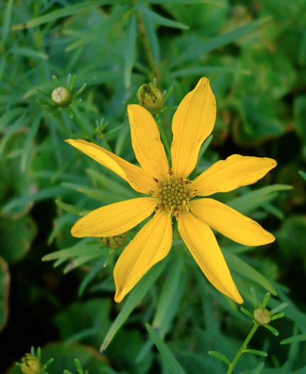 image of Coreopsis delphiniifolia, Larkspur-leaf Tickseed, Larkspur Coreopsis