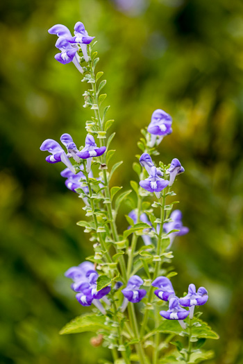 image of Scutellaria mellichampii, Mellichamp's Skullcap