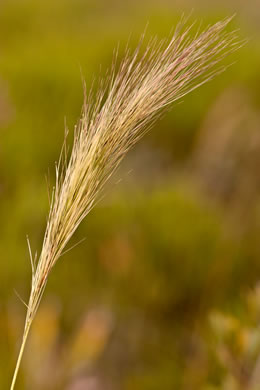 image of Aristida spiciformis var. spiciformis, Bottlebrush Three-awn, Spike Three-awn