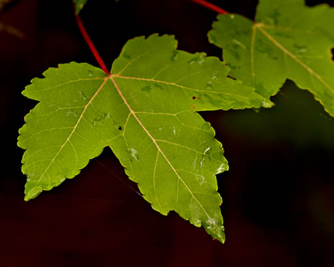 image of Acer rubrum var. rubrum, Eastern Red Maple