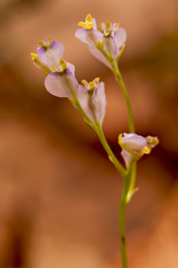 Violet Burmannia