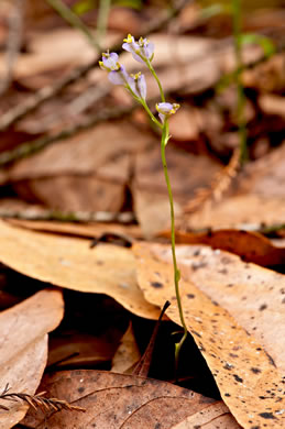 image of Burmannia biflora, Violet Burmannia, Northern Bluethread, Blue Burmannia