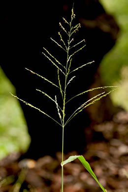 panicle