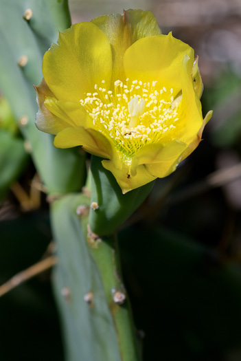image of Opuntia stricta var. dillenii, Coastal Prickly-pear, Shell Midden Prickly-pear, Yaaxpakan, Erect Prickly-pear