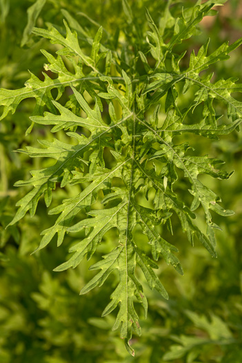 image of Parthenium hysterophorus, Santa Maria, Feverfew