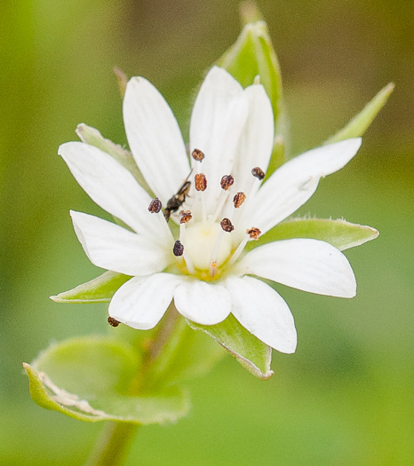 image of Stellaria pubera, Star Chickweed, Giant Chickweed, Great Chickweed, Common Starwort
