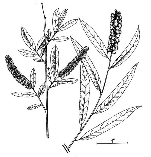 image of Salix nigra, Black Willow