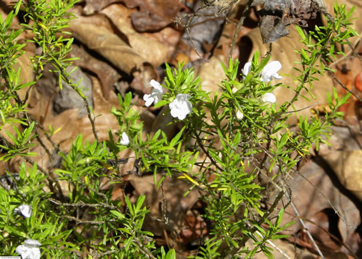 image of Conradina verticillata, Cumberland Rosemary