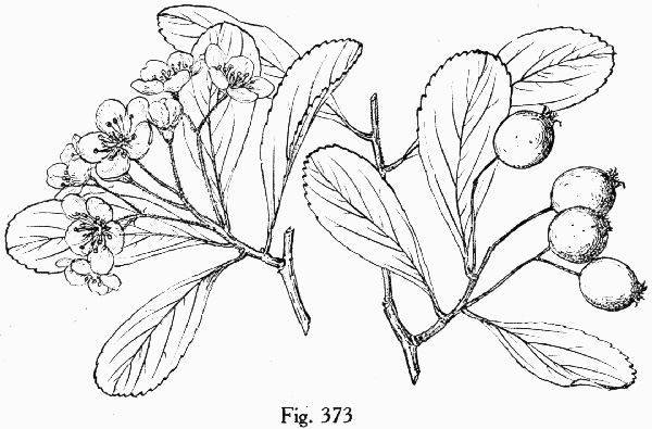 image of Crataegus berberifolia var. berberifolia, Barberry Hawthorn