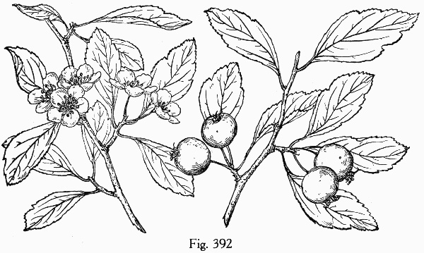 image of Crataegus opaca, Western Mayhaw