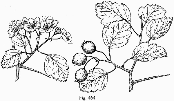 image of Crataegus intricata var. boyntonii, Boynton's Hawthorn