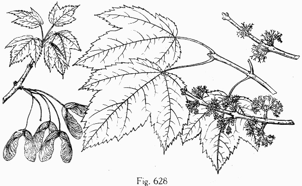 image of Acer rubrum var. rubrum, Eastern Red Maple