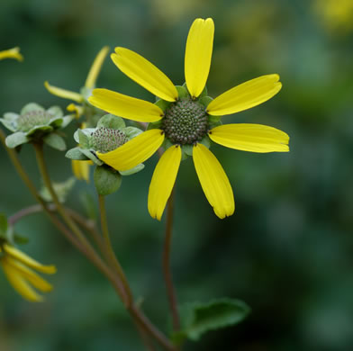 image of Berlandiera pumila var. pumila, Eastern Green-eyes