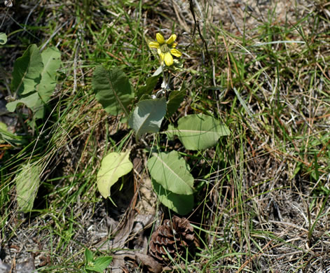 Eastern Green-eyes