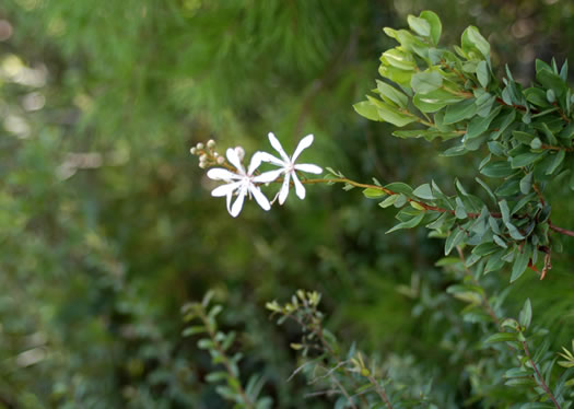 image of Bejaria racemosa, Tarflower, Flycatcher