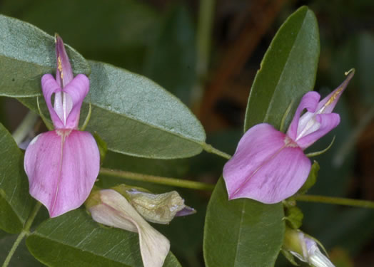 image of Galactia regularis, Downy Milkpea, Hairy Milkpea, Twining Milkpea, Eastern Milkpea