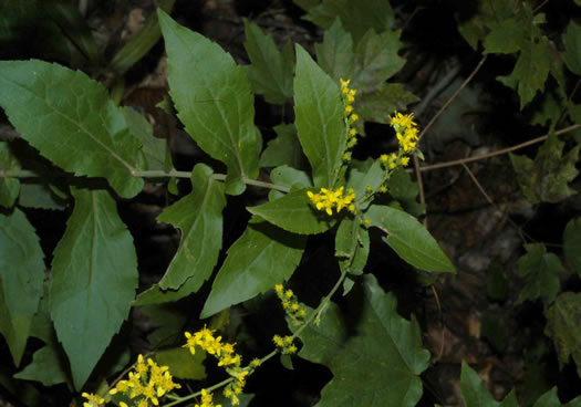 image of Solidago auriculata, Eared Goldenrod