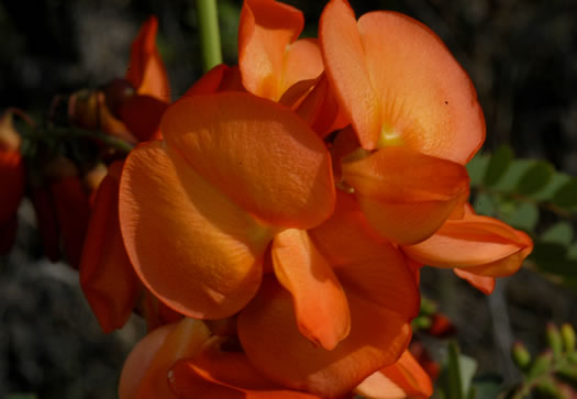 image of Sesbania punicea, Rattlebush, Purple Sesban, Scarlet Wisteria-tree, Red Sesban