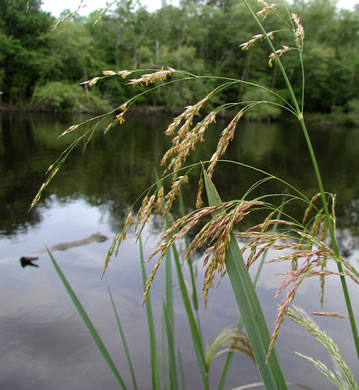 panicle