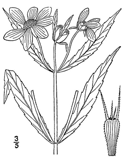 image of Bidens laevis, Showy Bur-marigold, Smooth Beggarticks