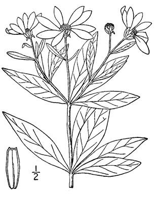 image of Anacis major, Whorled Coreopsis, Woodland Coreopsis