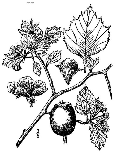 image of Crataegus ×flava, Yellow Hawthorn, Yellowleaf Hawthorn