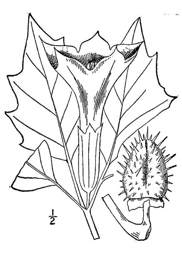 image of Datura stramonium, Jimsonweed, Thornapple, Stramonium