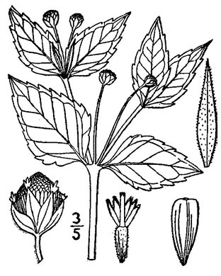 image of Galinsoga parviflora var. parviflora, Lesser Peruvian-daisy, Gallant Soldiers, Smallflower Quickweed